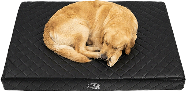 labrador na cerne matraci Royal w